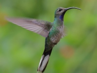 FL6A3478Female_Violet_Sabrewing