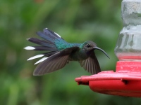 FL6A3494Female_Violet_Sabrewing