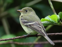 FL6A3522Yellow-bellied_Flycatcher