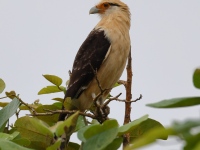 FL6A3554Yellow-headed_Caracara