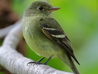 FL6A3570Yellow-bellied_Flycatcher