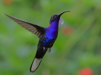 FL6A3580Violet_Sabrewing