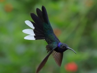 FL6A3581Violet_Sabrewing
