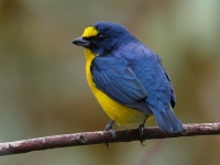 FL6A3599Yellow-throated_Euphonia