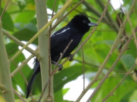 FL6A3613White-lined_Tanager