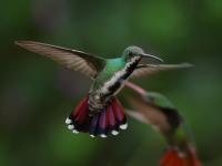 FL6A3678Female_Green-breasted_Mango