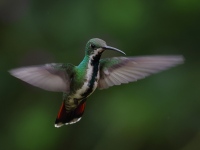 FL6A3680Female_Green-breasted_Mango
