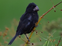 FL6A3687Nicaraguan_Seed-Finch