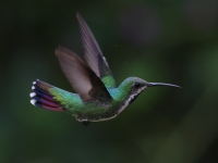 FL6A3702Female_Green-breasted_Mango