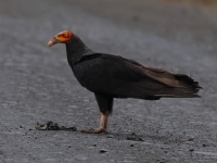 FL6A3717Lesser_Yellow-headed_Vulture