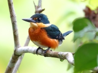 FL6A3741Male_American_Pygmy_Kingfisher