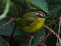 FL6A3746Chestnut-capped_Warbler