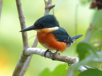 FL6A3746Male_American_Pygmy_Kingfisher