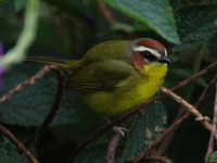 FL6A3748Chestnut-capped_Warbler