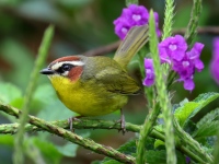 FL6A3772Chestnut-capped_Warbler