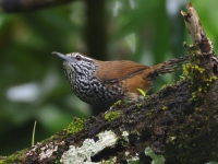 FL6A3830Spot-breasted_Wren