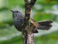 FL6A3833Spot-breasted_Wren
