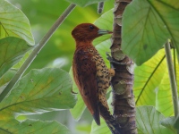 FL6A3897Cinnamon_Woodpecker