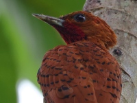 FL6A3919Male_Cinnamon_Woodpecker