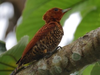 FL6A4039Cinnamon_Woodpecker