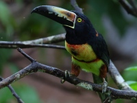 FL6A4111Collared_Aracari