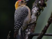 FL6A4142Hoffmans_Woodpecker