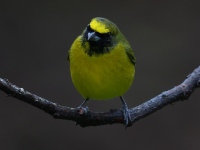 FL6A4151Yellow-crowned_Euphonia