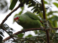 FL6A4178Red-lored_Amazon_Parrot
