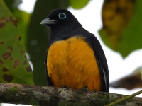FL6A4197Black-headed_Trogon