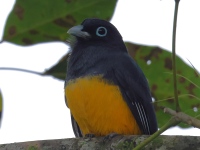 FL6A4215Black-headed_Trogon