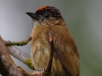 FL6A4351Olivaceous_Piculet