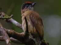 FL6A4357Olivaceous_Piculet
