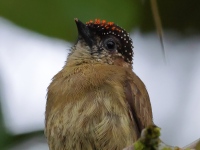 FL6A4367Olivaceous_Piculet
