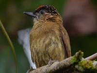 FL6A4372Olivaceous_Piculet