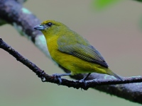 FL6A4378Yellow-crowned_Euphonia