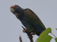 FL6A4421White-crowned_Parrot