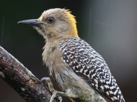 FL6A4430Hoffmans_Woodpecker