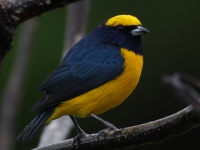 FL6A4439Yellow-crowned_Euphonia