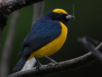 FL6A4442Yellow-crowned_Euphonia