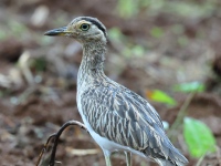FL6A4477Double-Striped_Thick-Knee