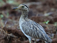 FL6A4485Double-Striped_Thick-Knee