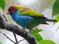 FL6A4527Bay-headed_Tanager