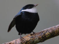 FL6A4616White-ruffed_Manakin
