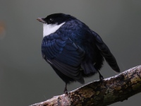 FL6A4619White-ruffed_Manakin
