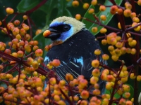 FL6A4628Golden-headed_Tanager