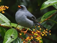 FL6A4659Black-faced_Solitaire