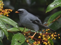 FL6A4669Black-faced_Solitaire