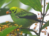 FL6A4677Emerald_Tanager