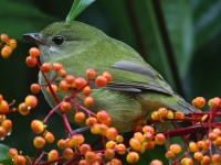 FL6A4682Female_White-ruffed_Manakin