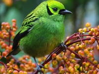 FL6A4691Emerald_Tanager